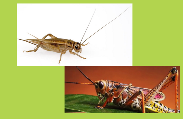 Grillos vs. Chapulines: Diferencias Científicas, Culturales y Culinarias