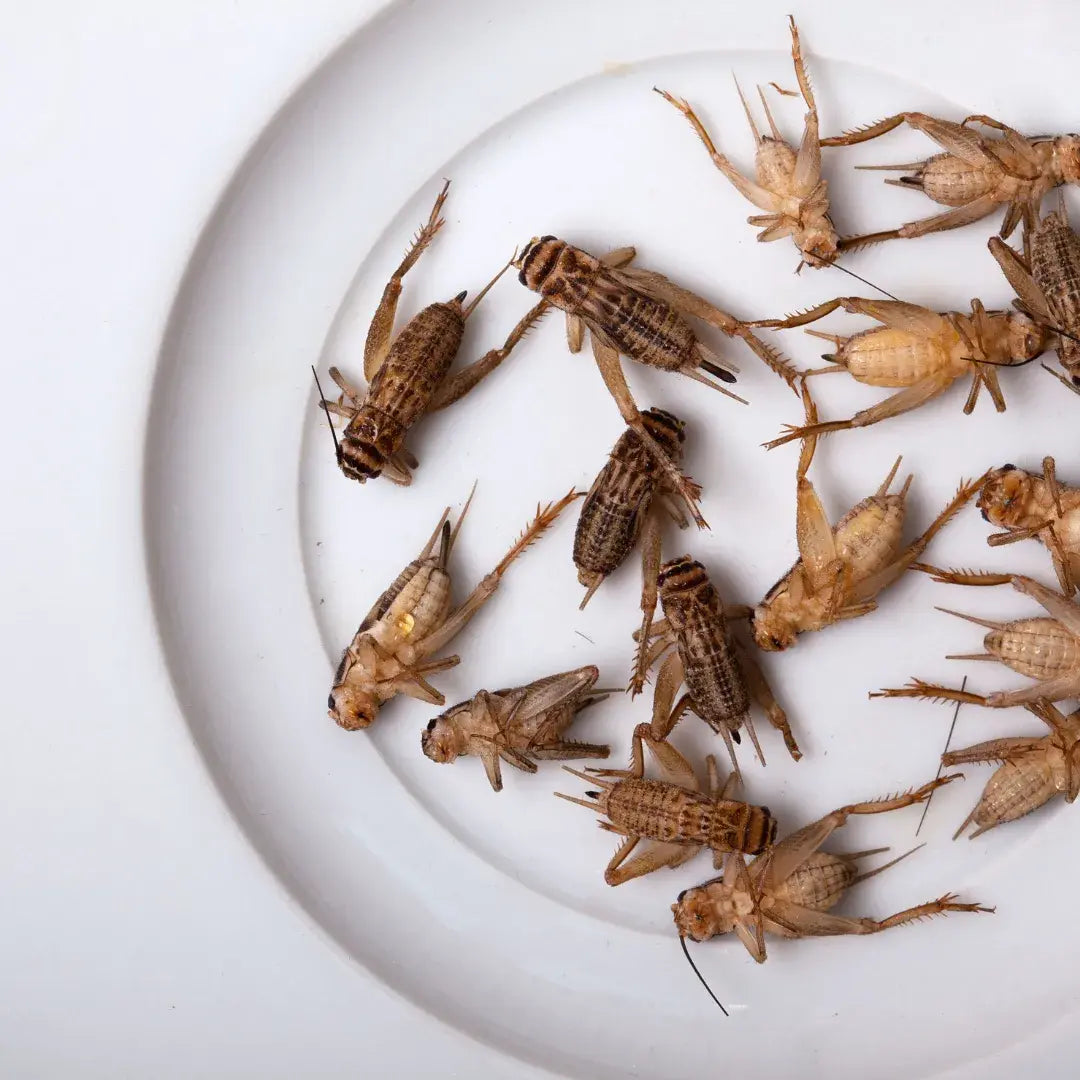 Grillos domésticos en un plato